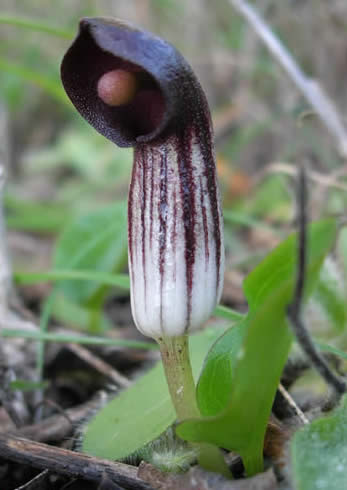 Arisarum simorrhinum