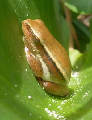Arum lily frog, Rondevlei