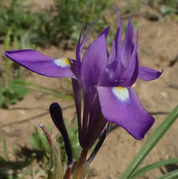 Barbary nut iris