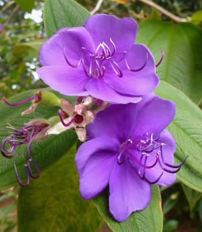 Brazil spider flower Tibouchina grandifolia