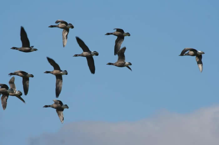 Brent geese