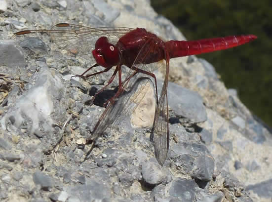 broad scarlet