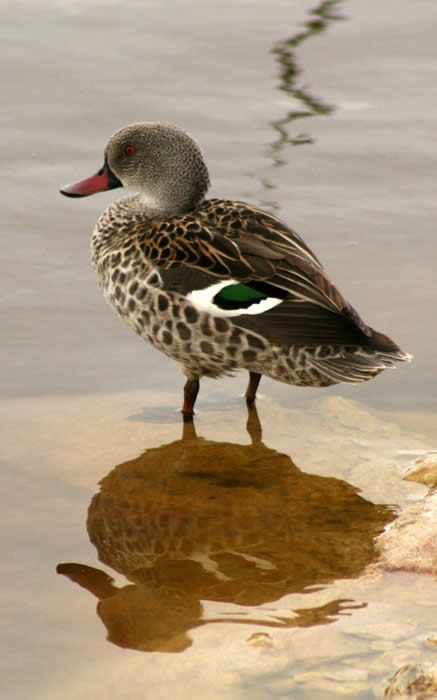 Cape teal