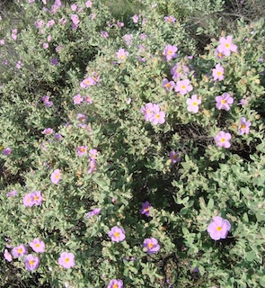 Cistus albidus