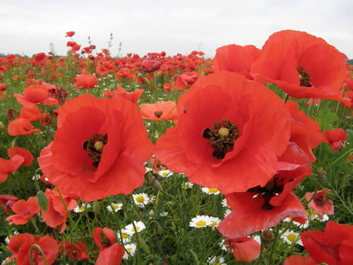 poppies