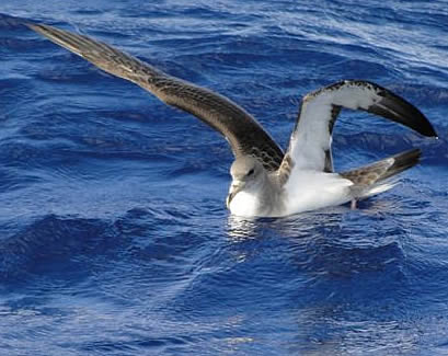 Cory's shearwater