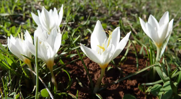 Crocus laevigatus