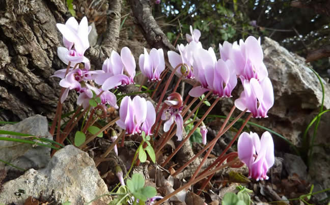 Cyclamen graecum