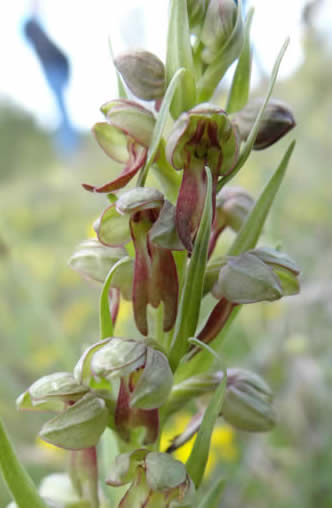 frog orchid