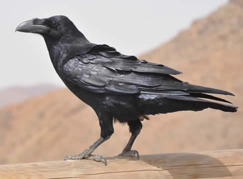 raven