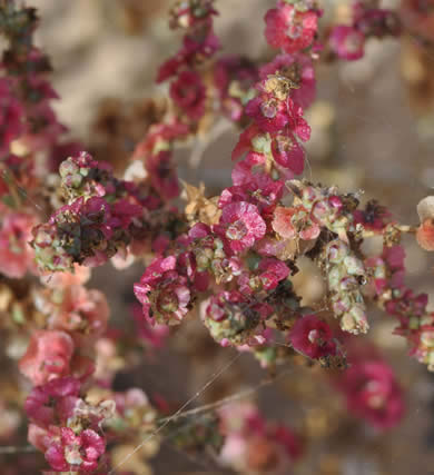 Salsola vermiculata