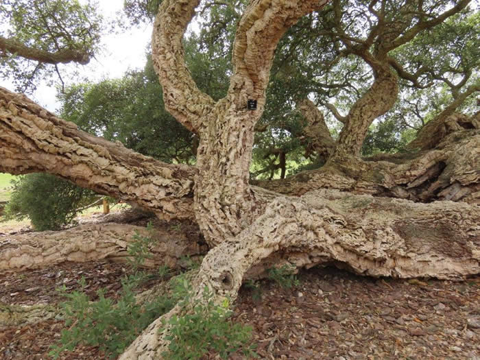 Cork oak