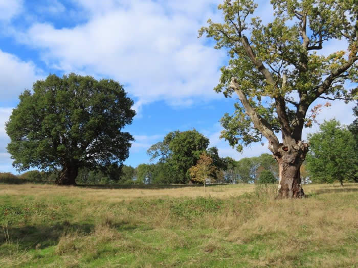 Wivenhoe Park