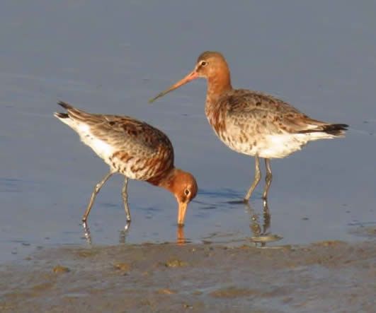 Black-tailed godwits in breeding plumage