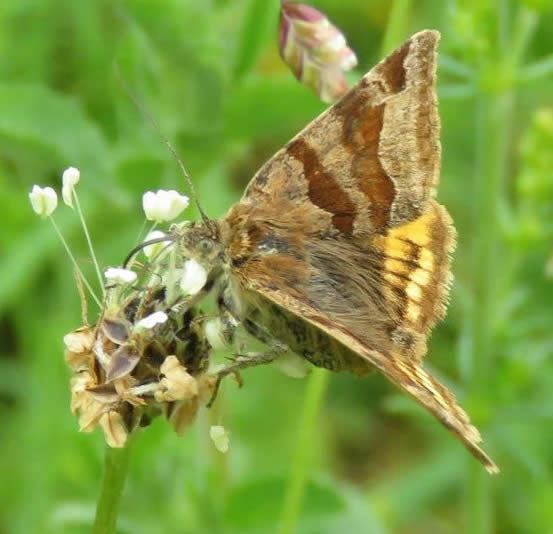 Burnet companion moth