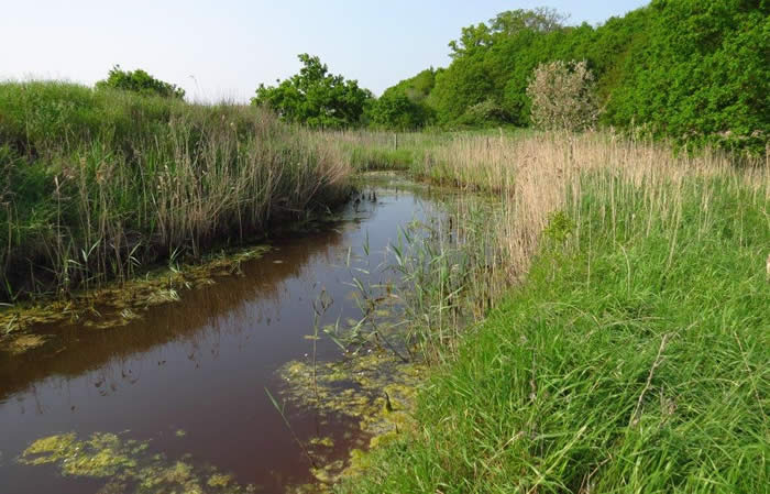 Ferry Marsh