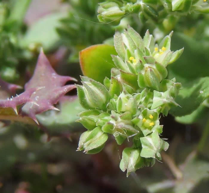 Four-leaved allseed