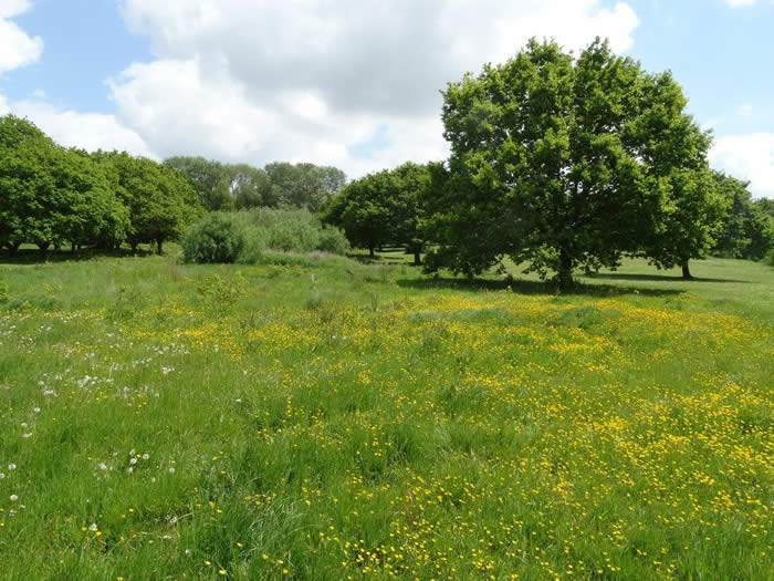 Lower Lodge Meadows