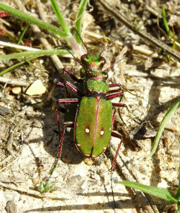 Green tiger-beetle