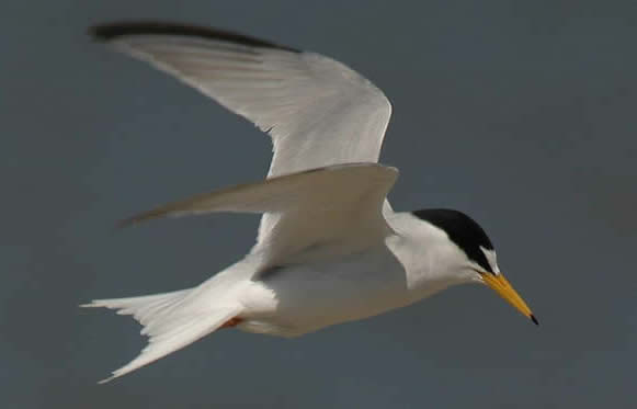 Little tern