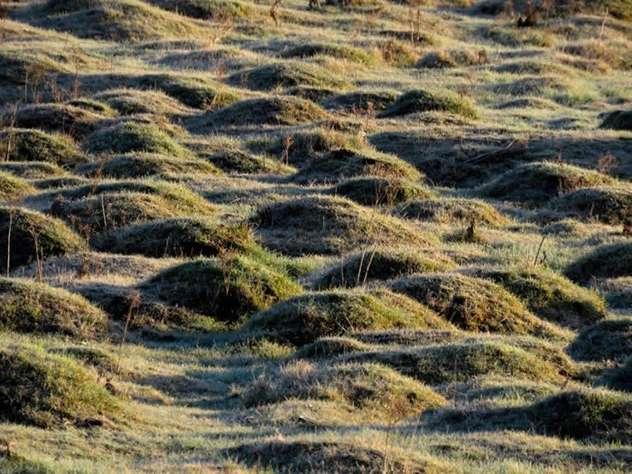 Barrier Marsh and anthills