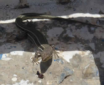 Cretan wall lizard