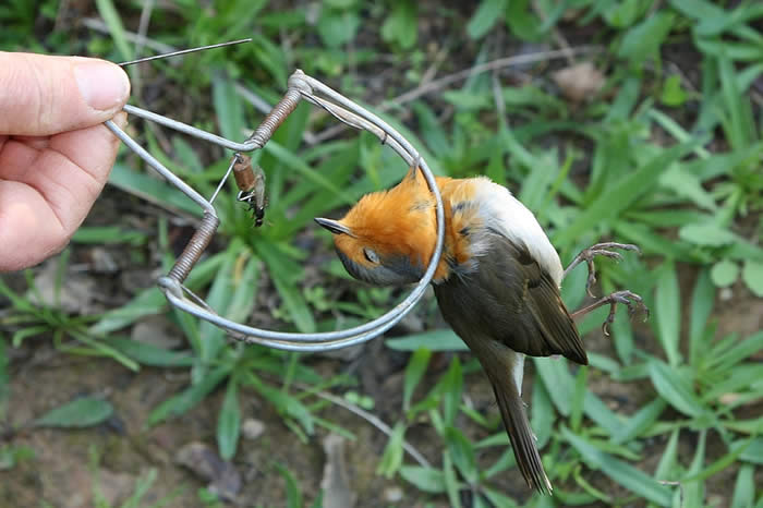 Robin in snare trap