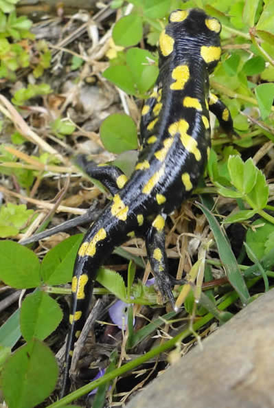 fire salamander