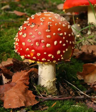 fly agaric