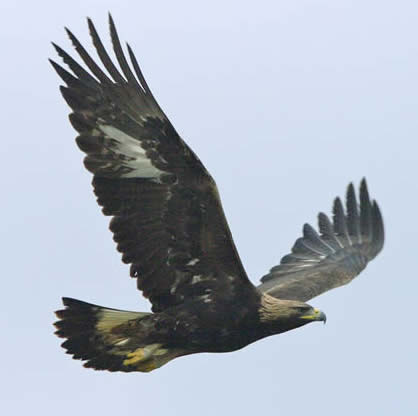 Golden eagle (Steve Fletcher)