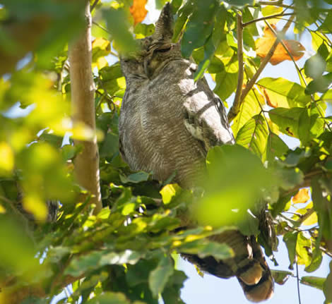 Greyish eagle owl