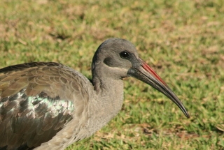 hadeda ibis