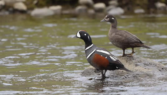 harlequin ducks