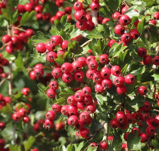 Hawthorn haws