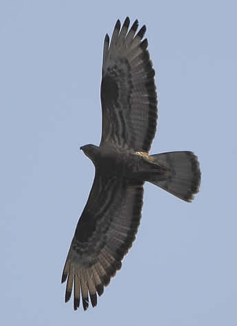 honey buzzard