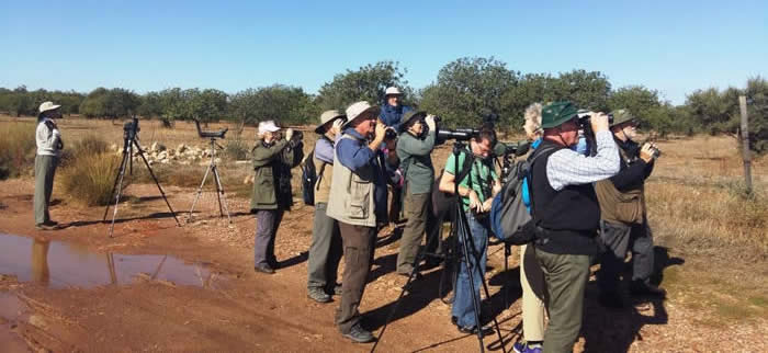 Honeyguide group at Castro Marim (Domingos Leitao)