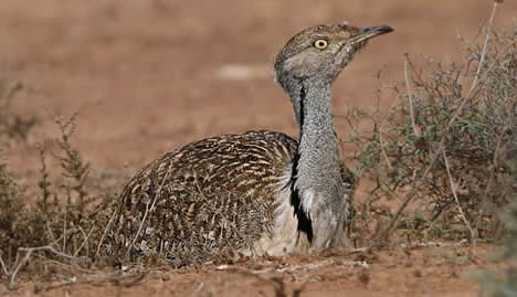 houbara bustard