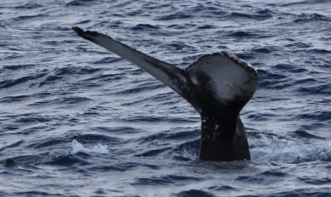 humpback