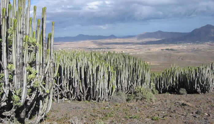 Euphorbia canariensis