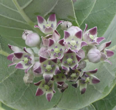 Calotropis procera