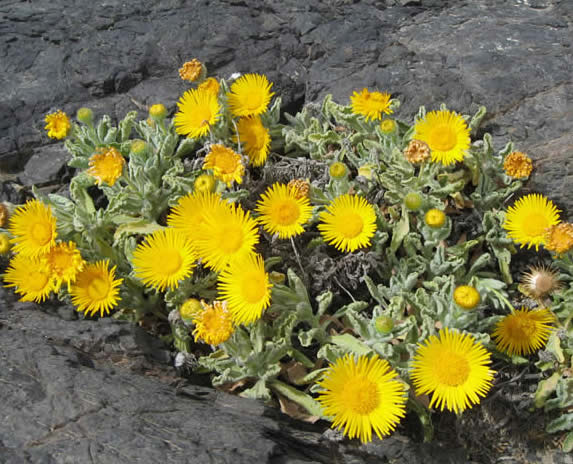 Pulicaria canariensis