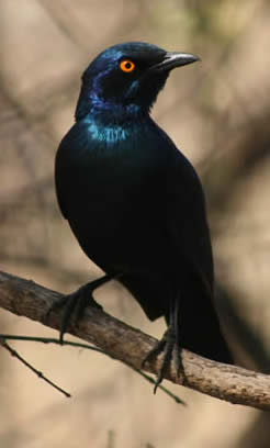 blue-eared glossy starling