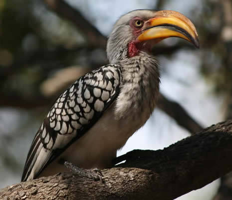 yellow-billed hornbill