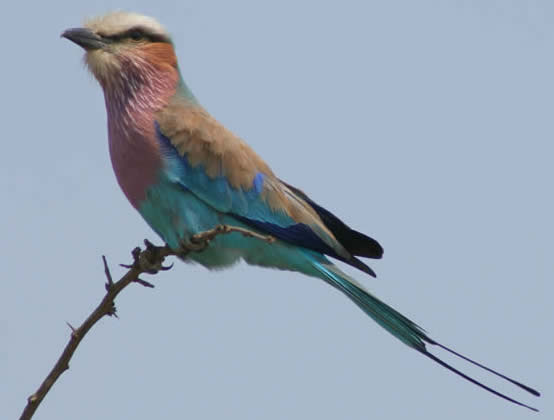 lilac-breasted roller