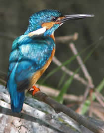 kingfisher (Judith Wells)