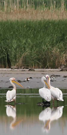 pelicans