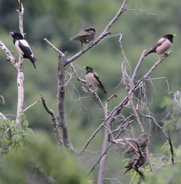 rose-coloured starlings