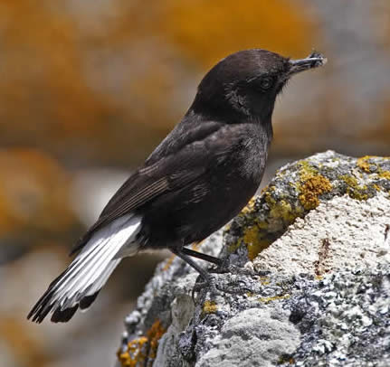 black wheatear