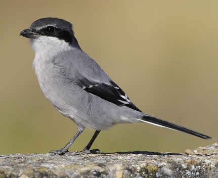 Iberian grey shrike