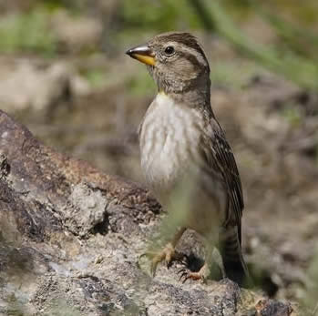 rock sparrow